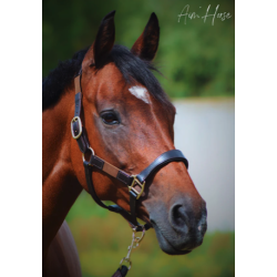 Safe+ Halter - Aim'Horse