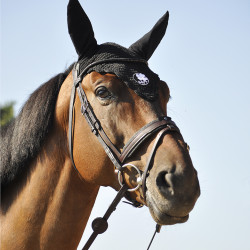 Bridle "evolution" with...
